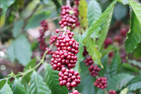 Không gian giá trị quốc gia cho cà phê Việt Nam