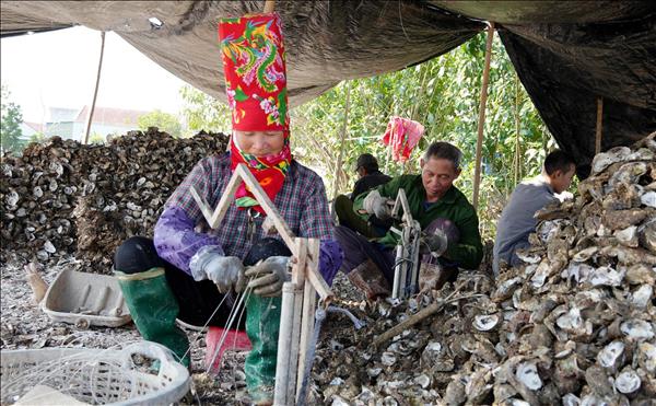 Quảng Ninh siết chặt quản lý an toàn vệ sinh trong chế biến hàu