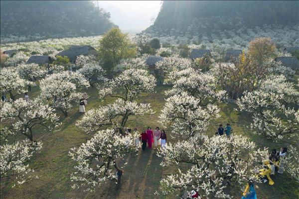  Mộc Châu - Hẹn ước mùa hoa