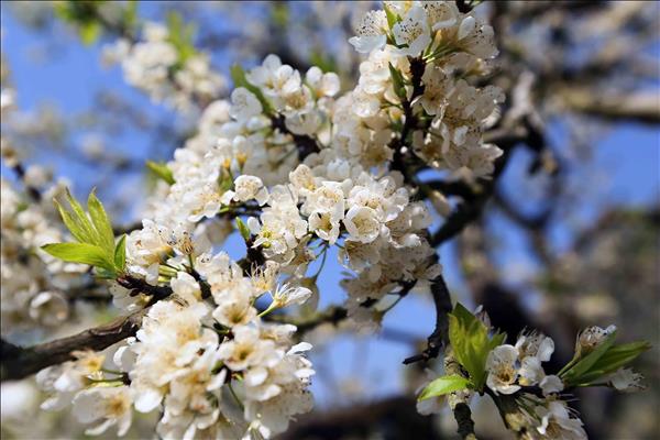 Đưa Mộc Châu trở thành điểm đến hấp dẫn của vùng Tây Bắc