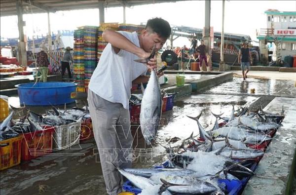 ຊາວປະມົງ ກ່າເມົາ ໄດ້ຮັບຜົນຜະລິດສູງ ໃນການອອກທະເລຊ່ວງທ້າຍປີ
