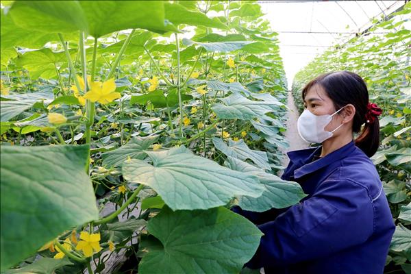 Đổi mới tư duy từ những nông dân 4.0