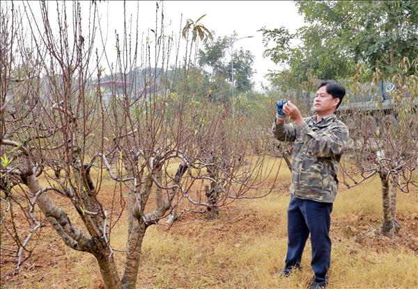Người trồng đào Ba Sao rộn ràng chuẩn bị cho vụ Tết
