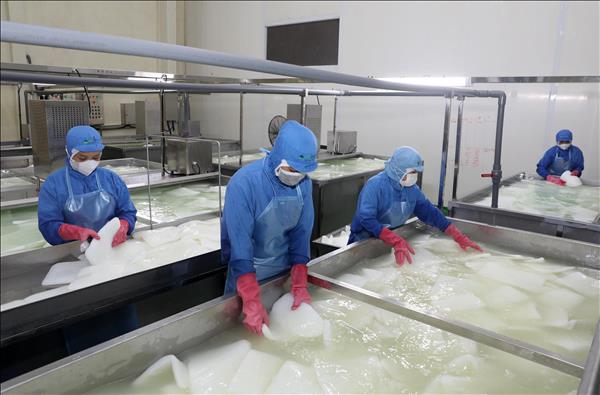 Ứng dụng công nghệ hiện đại trong sản xuất thạch dừa tại nhà máy Vinacoco