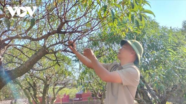 El Tet vuelve a florecer en los campos de melocotoneros de Cam Gia