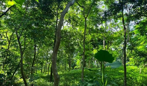 ハノイ植物園：首都の緑の肺、生態系観光の拠点