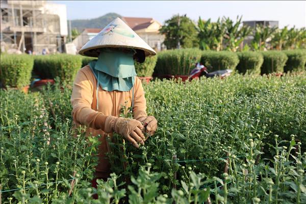 TP. Hồ Chí Minh: Các nhà vườn tất bật chuẩn bị phục vụ thị trường hoa Tết