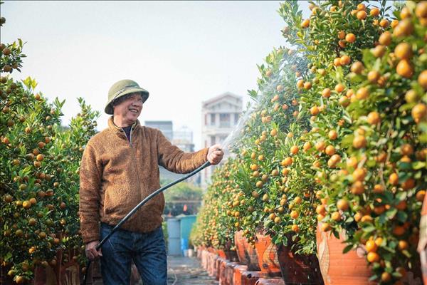 Quất cảnh Tứ Liên: di sản xanh của Tết Việt