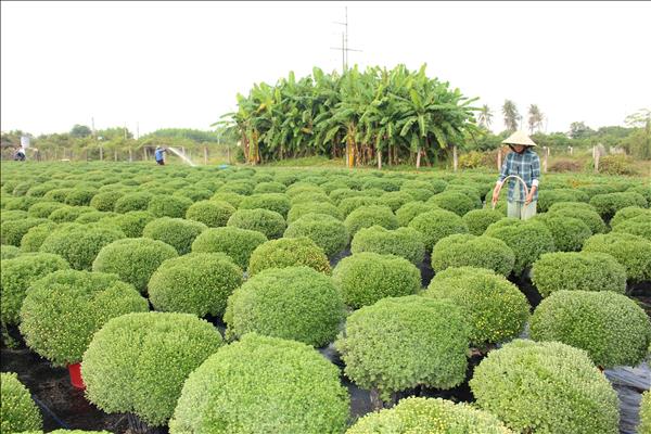 Vụ rau, hoa phục vụ Tết vào giai đoạn nước rút