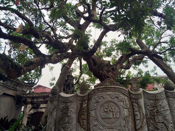 Phát huy giá trị di sản văn hóa phi vật thể nhãn lồng Hưng Yên