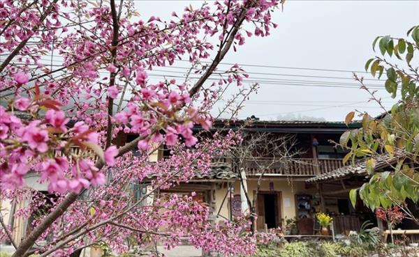 山岳地帯の村々をピンクに染める桃の花