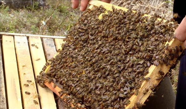 Nuôi ong bạc hà thời công nghệ số trên Cao nguyên đá Đồng Văn