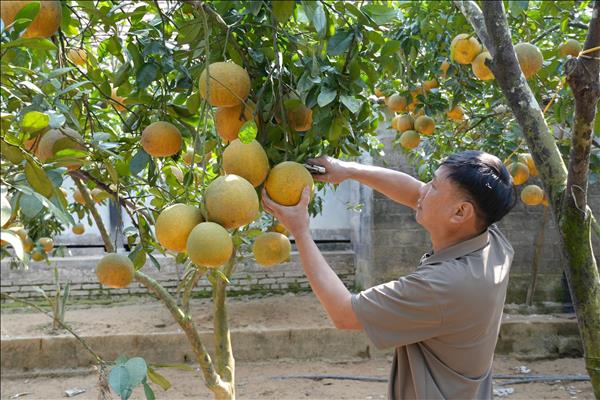 Thái Nguyên: Vùng trồng bười Tràng Xá vào mùa phục vụ Tết