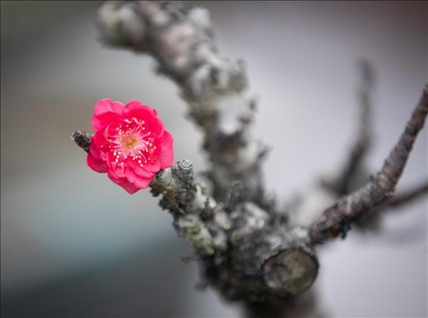 Đào Thất Thốn Nhật Tân vào vụ Tết