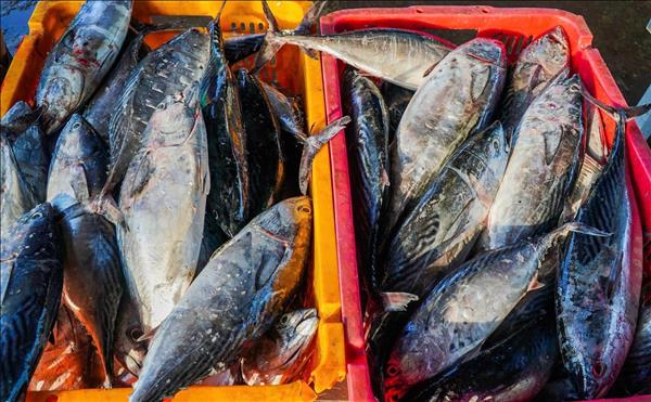 Ninh Binh eliminates all three-no fishing vessels