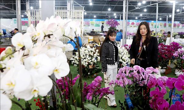 Overwhelming Tet atmosphere at flower, ornamental plant villages in Hung Yen