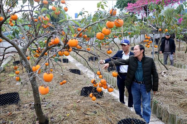Tiên phong chinh phục giống hồng cổ ở vùng ven biển