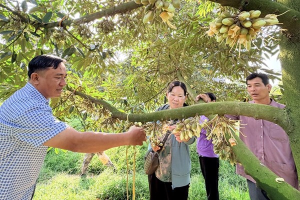  Mùa hoa sầu riêng xổ nhụy