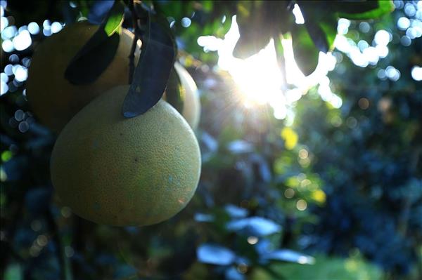 Tan Lac Red-flesh Grapefruit Focuses on International Market