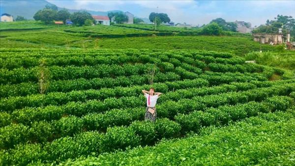 茶栽培の開発に向けたタイグエン省の努力