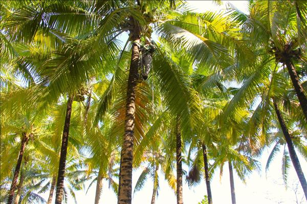 껀터시 예술 꽃길, 오는 2월 14일 본격 개방