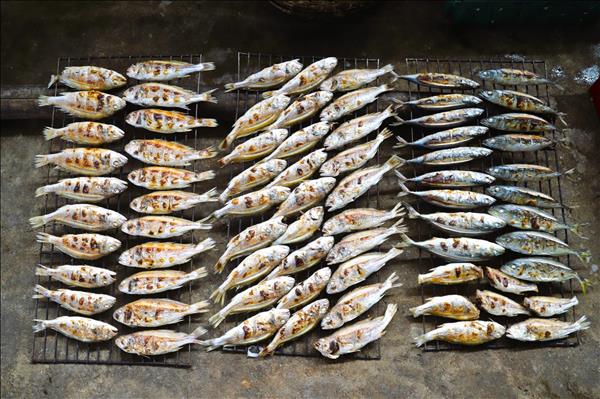 Làng nướng cá biển truyền thống ở Diễn Châu đỏ lửa dịp cận Tết
