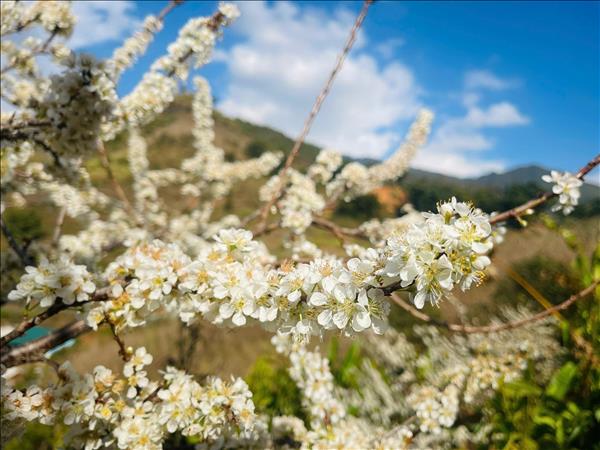 Hoa mận trắng tinh khôi hút khách ở vùng cao Púng Luông
