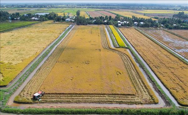 Nông dân Cà Mau thắng đậm vụ lúa trên đất tôm