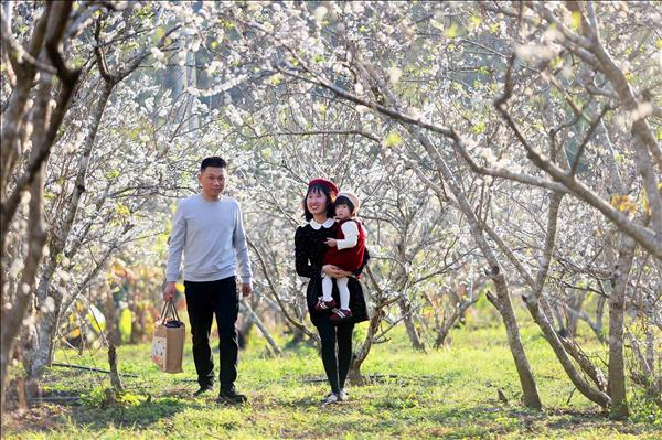 Sơn La mùa hoa mận nở