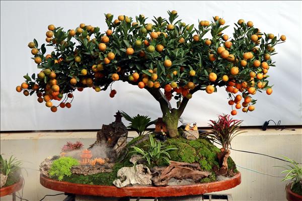 ຕົ້ນໝາກແປ້ນປະດັບ ວີເຄ ດຶງດູດລູກຄ້າໃນຊ່ວງບຸນເຕັດ