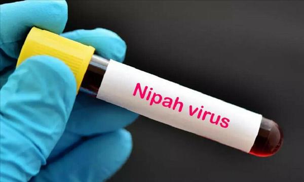 Việt Nam chưa xuất hiện ca mắc virus Nipah, Bộ Y tế sẵn sàng các biện pháp ứng phó