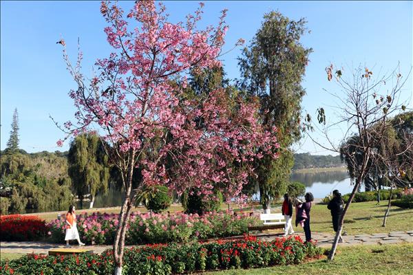 Ra mắt không gian thưởng lãm hoa mai anh đào trên trục di sản của Đà Lạt