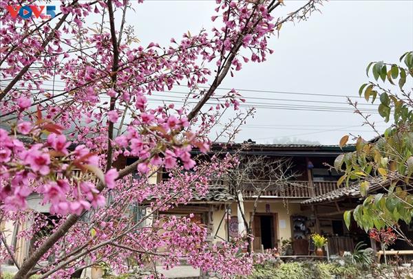 ផ្កាម៉ាក់ខៃជ្រលក់ពណ៌ផ្កាឈូកលើភូមិខ្ពង់រាប