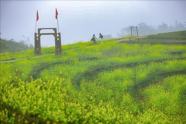 Mùa hoa anh đào xóm Mừng – Điểm hẹn du lịch mới của Phú Thọ