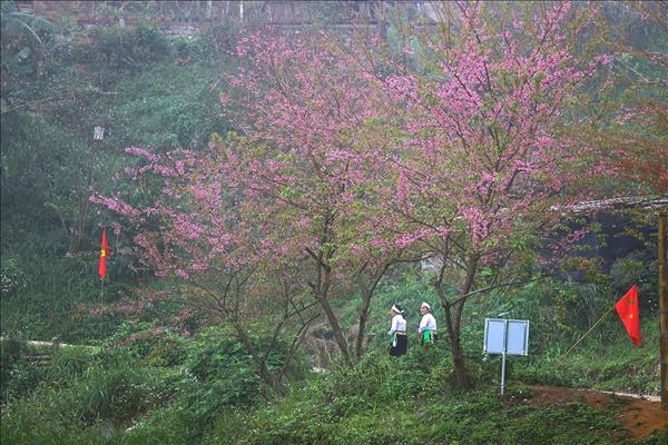 Mùa hoa anh đào xóm Mừng – Điểm hẹn du lịch mới của Phú Thọ