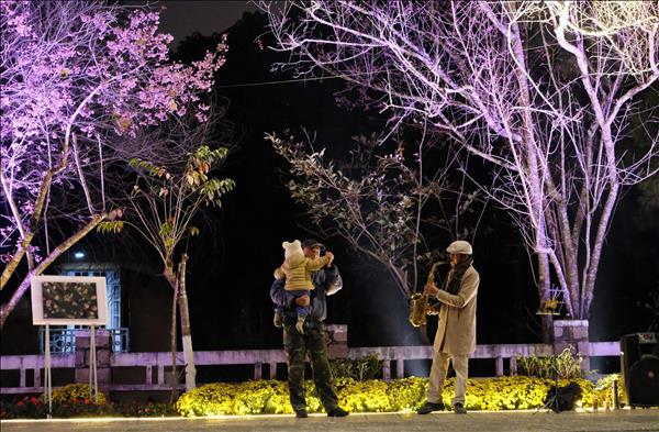Da Lat célèbre ses cerisiers en fleurs avec le lancement dun espace artistique et lumineux