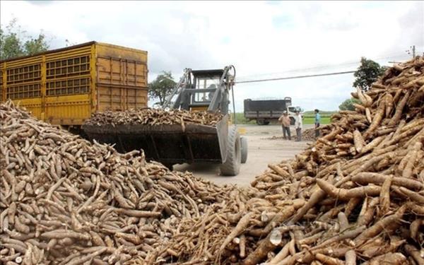 越南成为世界第三大木薯出口国