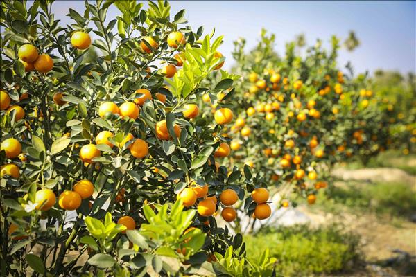 Sắc xuân rộn ràng trên những làng hoa, cây cảnh