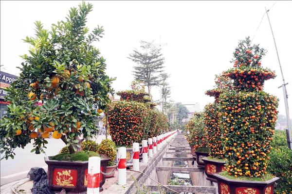 Nông dân Hưng Yên làm giàu từ nghề trồng hoa, cây cảnh