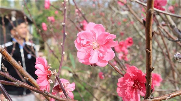 ສີສັນຍາມລະດູບານໃໝ່ ຢູ່ເຂດພູດອຍ ແຂວງ ກວາງຈິ 