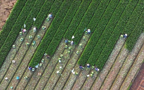 Hợp tác xã Văn Đức cung cấp khoảng 75 tấn rau an toàn mỗi ngày phục vụ Tết Nguyên đán