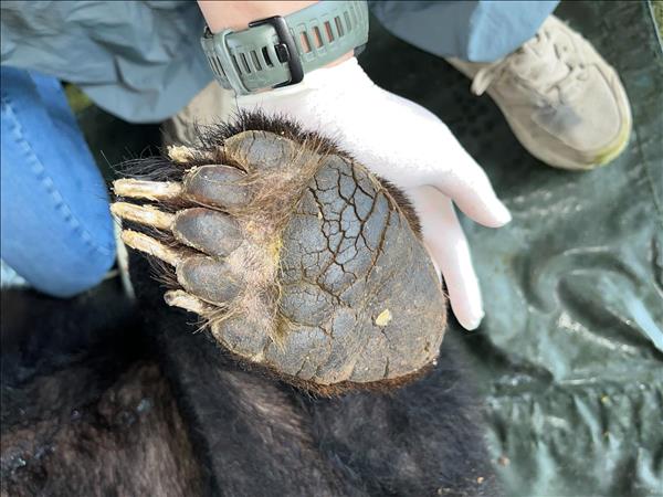 Cứu hộ gấu ngựa misa – cá thể gấu đầu tiên được cứu hộ trong năm 2026