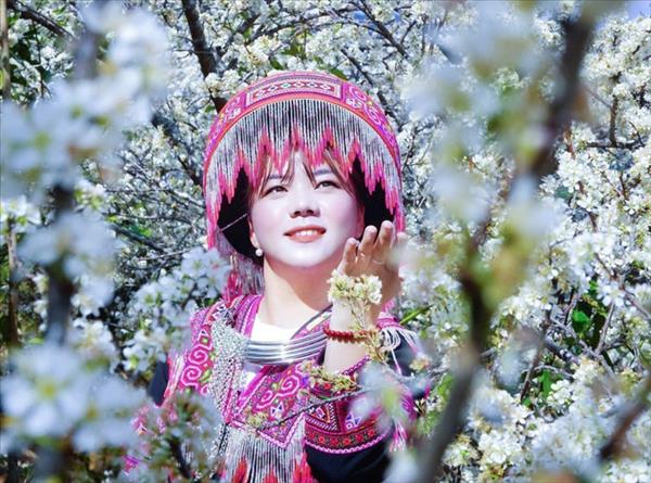 ផ្កាផ្លាំរីកស្គុសស្គាយទាក់ទាញភ្ញៀវទេសចរអញ្ជើញមកតំបន់ភ្នំ ពុងលួង