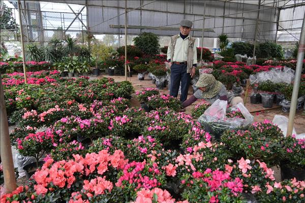 Làng Hoa lớn nhất Hưng Yên rực rỡ chào đón Tết
