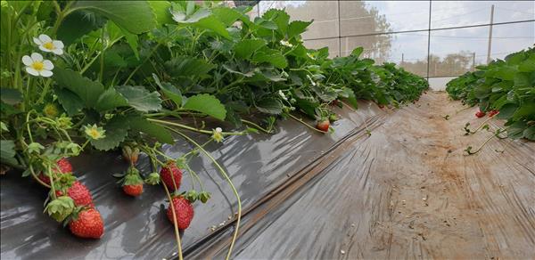 អញ្ជើញមកដល់ Da Lat ខេត្ត Lam Dong ដើម្បីទទួលបទពិសោធន៍បេះផ្លែ ស្ត្របឺរី