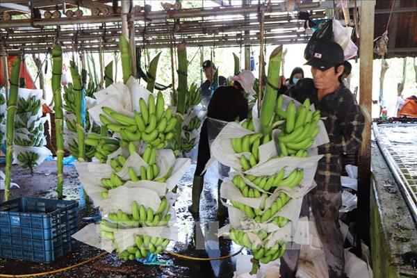 Exportaciones agrícolas de Vietnam suben casi un 30% en enero