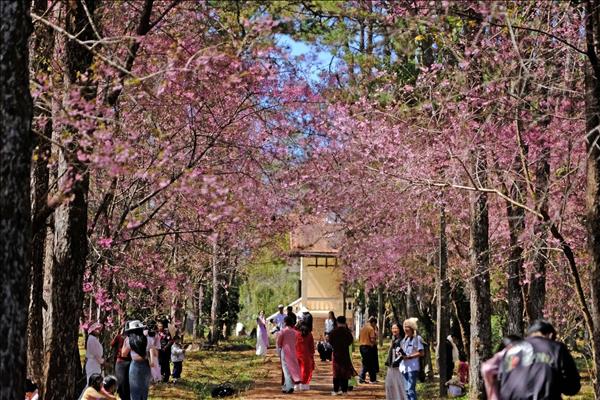 2026年春节越南旅游市场持续升温 国内游需求大幅增长