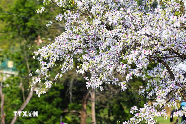 La Fête des fleurs de bauhinie 2026 sépanouit plus tôt à Diên Biên