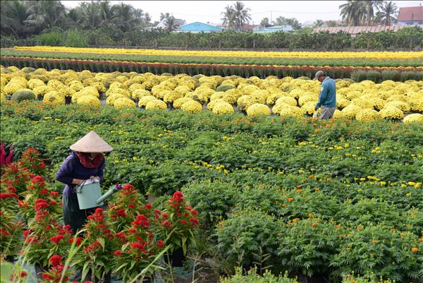 My Phong Flower Village Enters Tet Season
