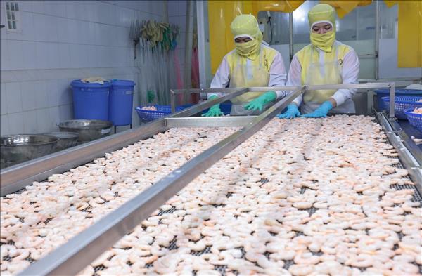 Exportación de camarón vietnamita con importantes ventajas para 2026